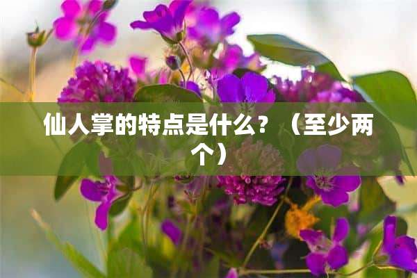 仙人掌的特点是什么？（至少两个）