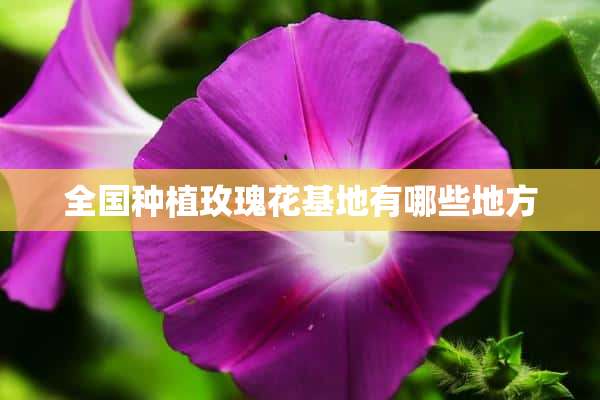 全国种植玫瑰花基地有哪些地方