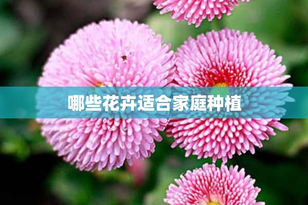 哪些花卉适合家庭种植