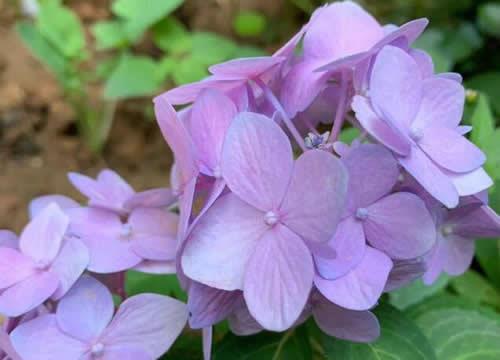 夏天的种植什么品种的绣球花？