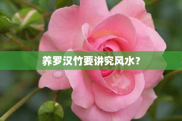 养罗汉竹要讲究风水？