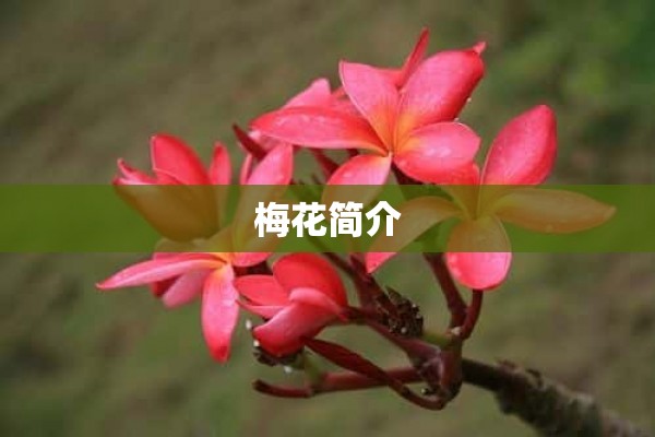 梅花简介