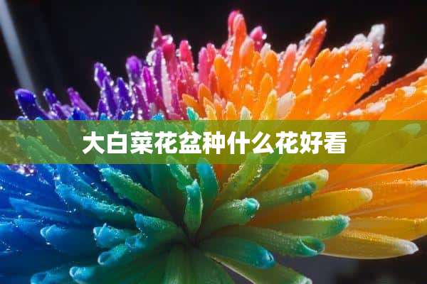 大白菜花盆种什么花好看