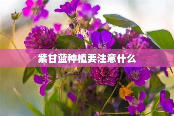 紫甘蓝种植要注意什么