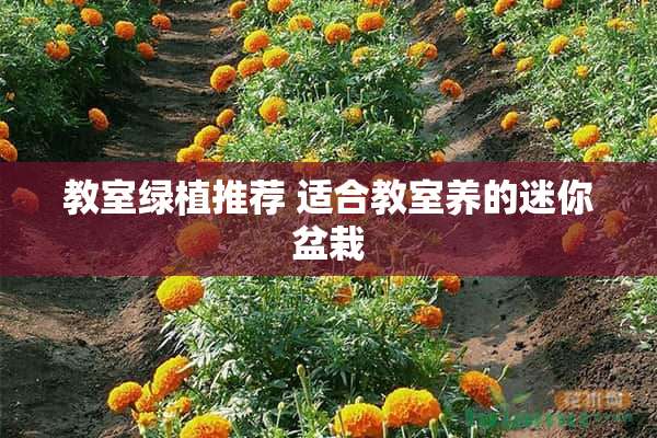 教室绿植推荐 适合教室养的迷你盆栽