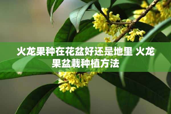 火龙果种在花盆好还是地里 火龙果盆栽种植方法