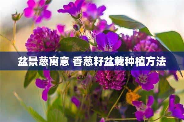 盆景葱寓意 香葱籽盆栽种植方法