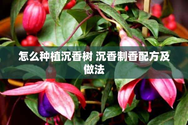 怎么种植沉香树 沉香制香配方及做法