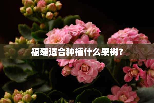 福建适合种植什么果树？