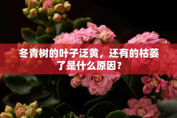 冬青树的叶子泛黄，还有的枯萎了是什么原因？