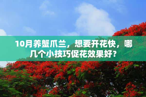 10月养蟹爪兰，想要开花快，哪几个小技巧促花效果好？