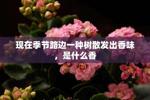 现在季节路边一种树散发出香味，是什么香