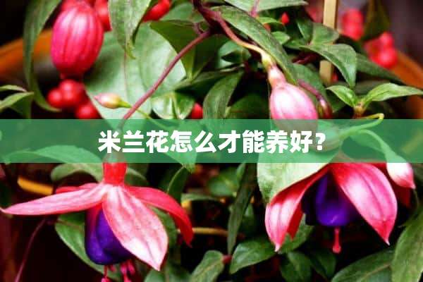 米兰花怎么才能养好？