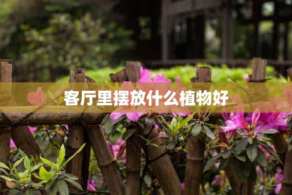 客厅里摆放什么植物好