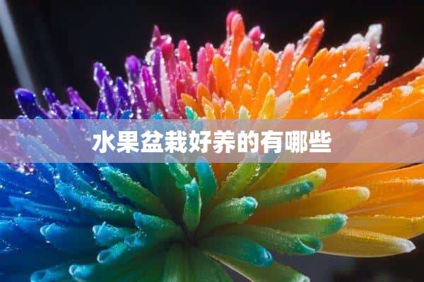 水果盆栽好养的有哪些