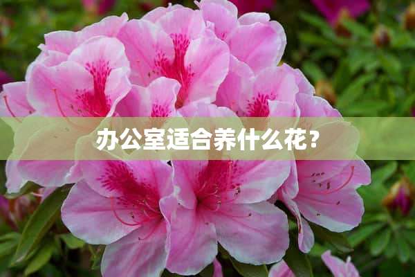 办公室适合养什么花？