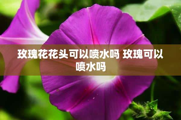 玫瑰花花头可以喷水吗 玫瑰可以喷水吗