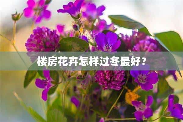 楼房花卉怎样过冬最好？