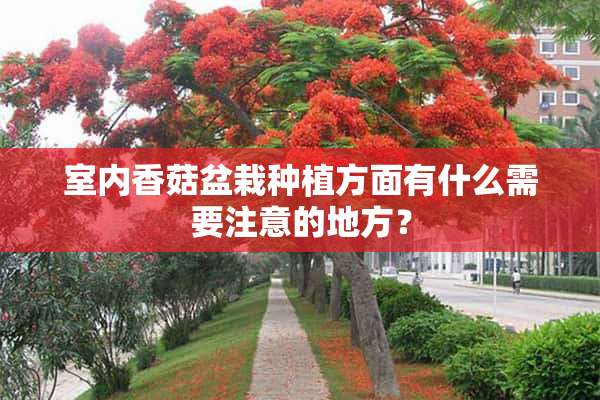 室内香菇盆栽种植方面有什么需要注意的地方？