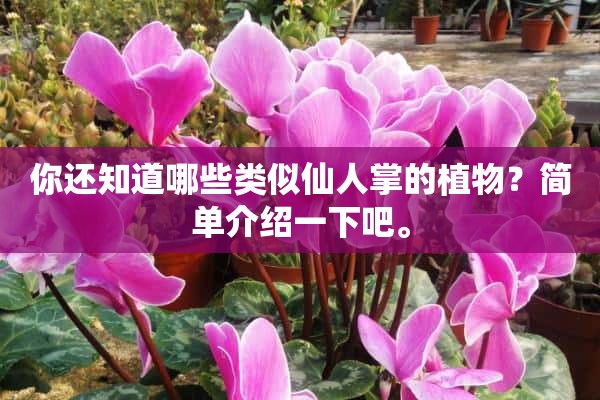 你还知道哪些类似仙人掌的植物？简单介绍一下吧。