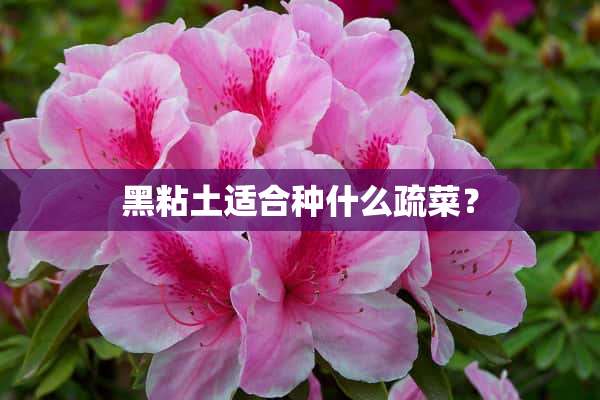 黑粘土适合种什么疏菜？