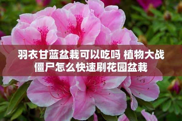 羽衣甘蓝盆栽可以吃吗 植物大战僵尸怎么快速刷花园盆栽