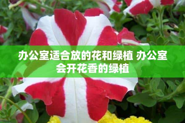 办公室适合放的花和绿植 办公室会开花香的绿植