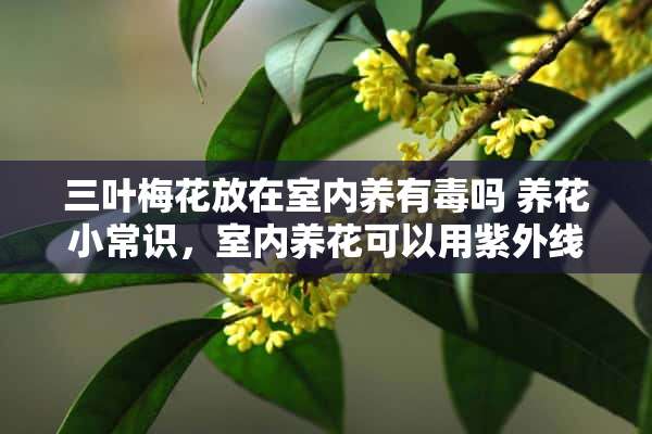 三叶梅花放在室内养有毒吗 养花小常识，室内养花可以用紫外线消毒灯补光吗