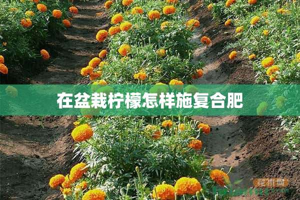 在盆栽柠檬怎样施复合肥