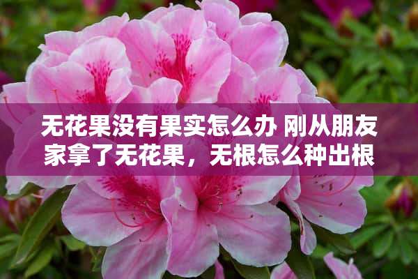 无花果没有果实怎么办 刚从朋友家拿了无花果，无根怎么种出根啊