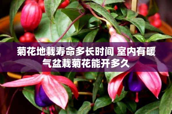 菊花地栽寿命多长时间 室内有暖气盆栽菊花能开多久