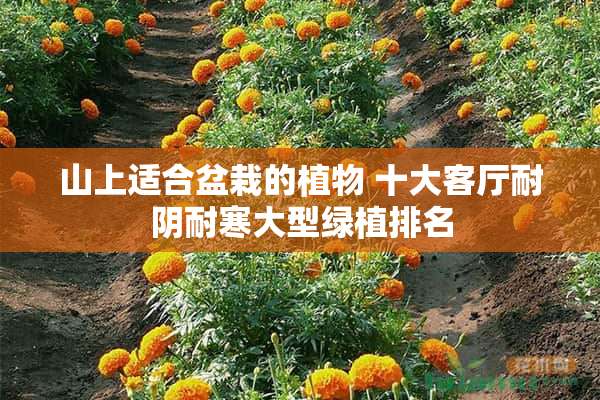 山上适合盆栽的植物 十大客厅耐阴耐寒大型绿植排名