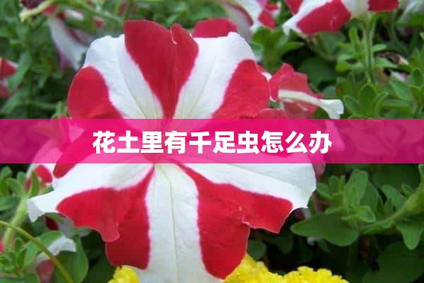 花土里有千足虫怎么办