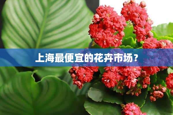 上海最便宜的花卉市场？