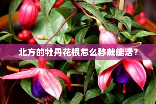 北方的牡丹花根怎么移栽能活？