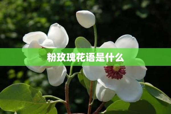 粉玫瑰花语是什么