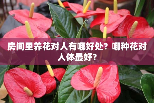 房间里养花对人有哪好处？哪种花对人体最好？