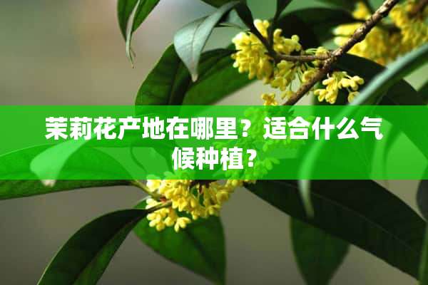 茉莉花产地在哪里？适合什么气候种植？