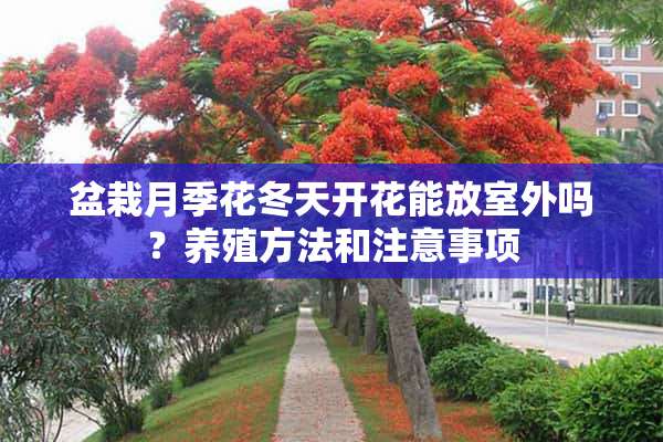 盆栽月季花冬天开花能放室外吗？养殖方法和注意事项