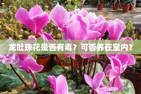 龙吐珠花是否有毒？可否养在室内？