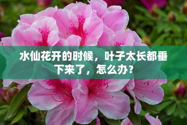 水仙花开的时候，叶子太长都垂下来了，怎么办？