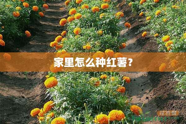 家里怎么种红薯？