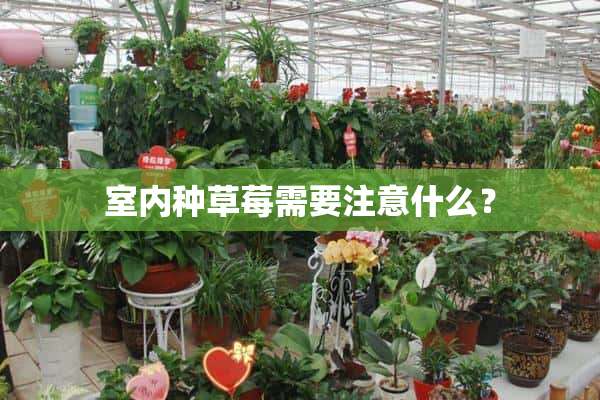 室内种草莓需要注意什么？