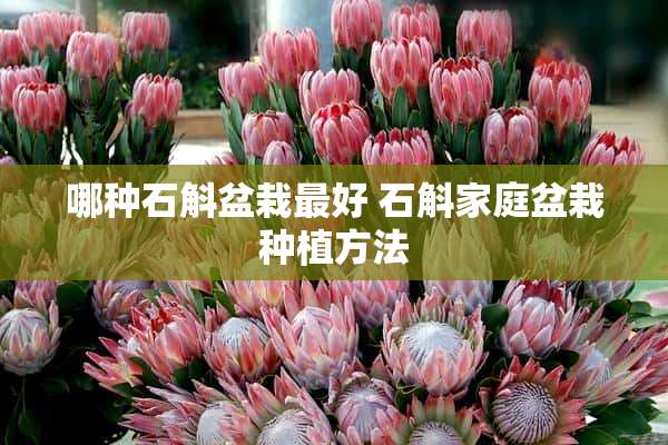 哪种石斛盆栽最好 石斛家庭盆栽种植方法