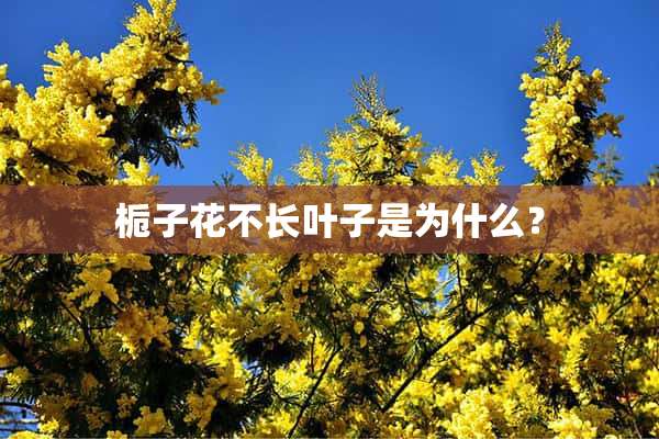 栀子花不长叶子是为什么？