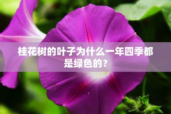 桂花树的叶子为什么一年四季都是绿色的？