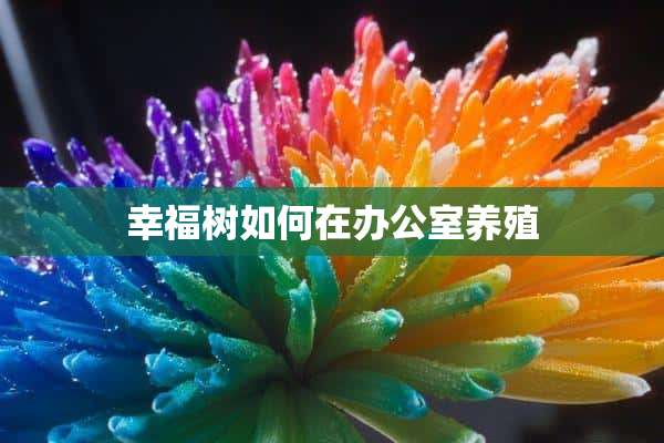 幸福树如何在办公室养殖