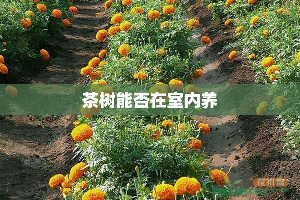 茶树能否在室内养