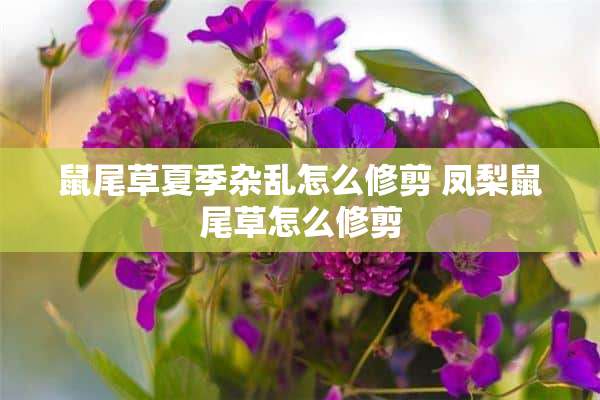 鼠尾草夏季杂乱怎么修剪 凤梨鼠尾草怎么修剪