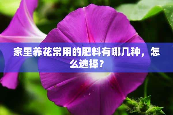 家里养花常用的肥料有哪几种，怎么选择？